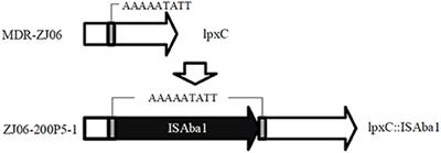 Colistin Resistance in Acinetobacter baumannii MDR-ZJ06 Revealed by a Multiomics Approach